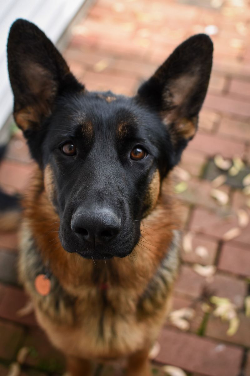 11 dogs that notice when something doesn't belong - and 3 that may simply wag their tails 2 German Shepherd - the sharp-eyed home captain