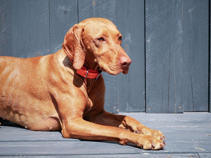 You wanted a dog - You may accidentally get a full-time shadow 3 Vizsla - The Red Rocket Sidekick