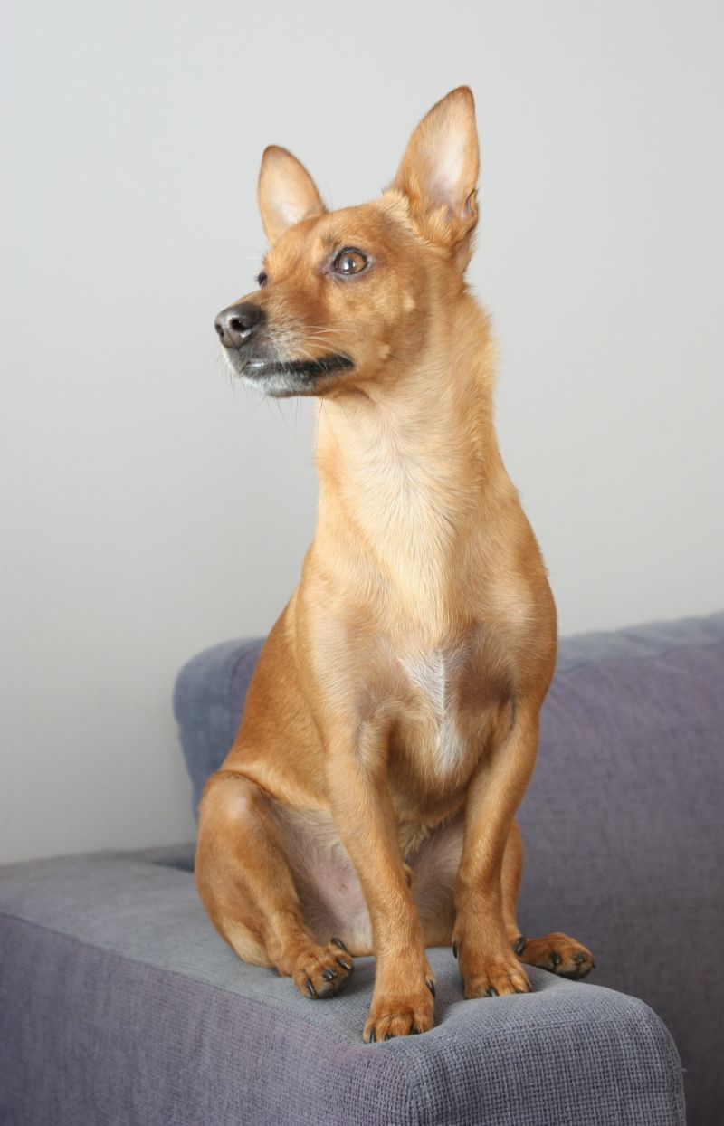 Looking for a neat companion? These 13 dog breeds seem to enjoy order as much as their owners 13 German Pinscher