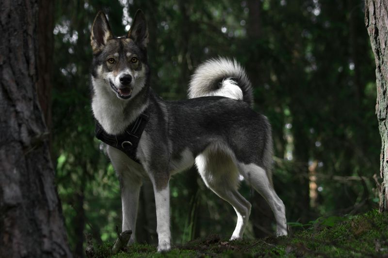 West Siberian Laika