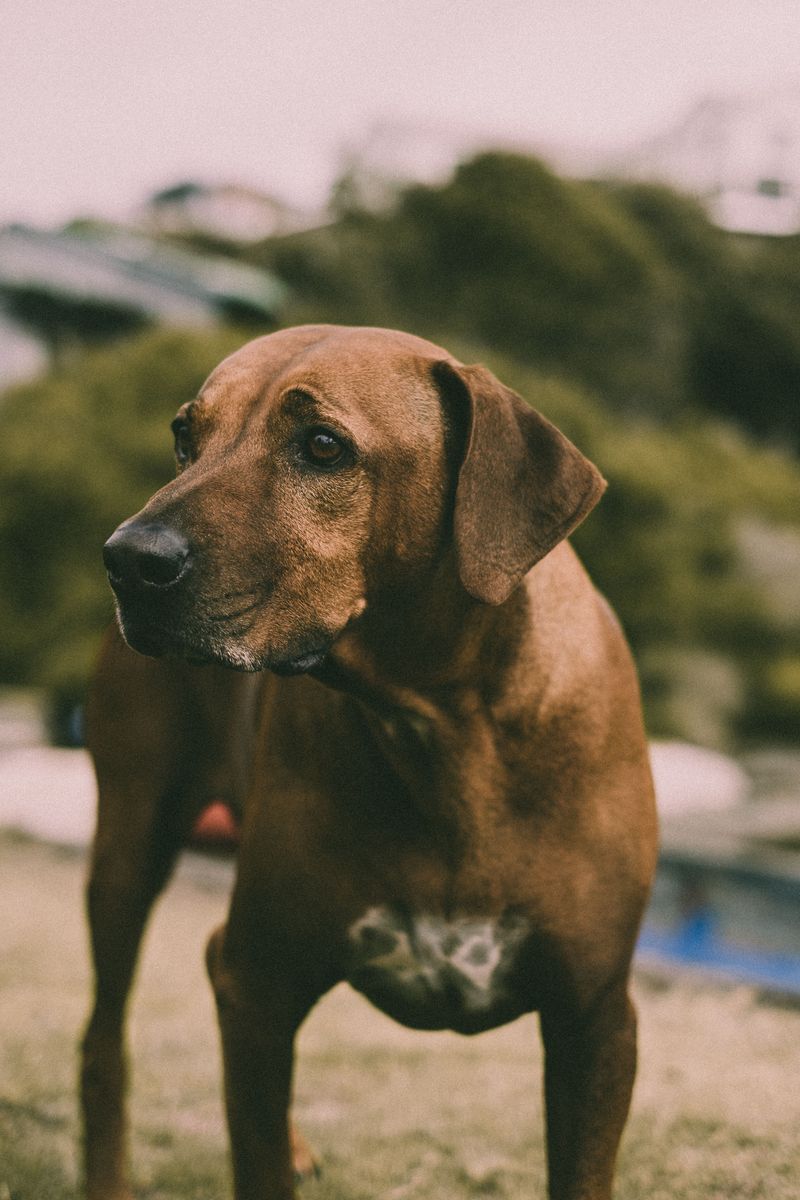 Confidence travels with these dog breeds wherever life takes them 5 Rhodesian Ridgeback