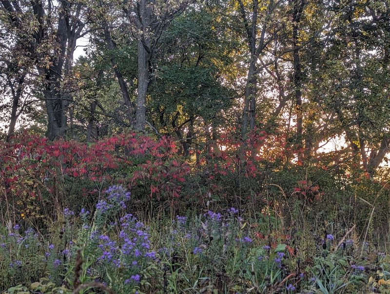 Woods, Creek, and Prairie Bloom