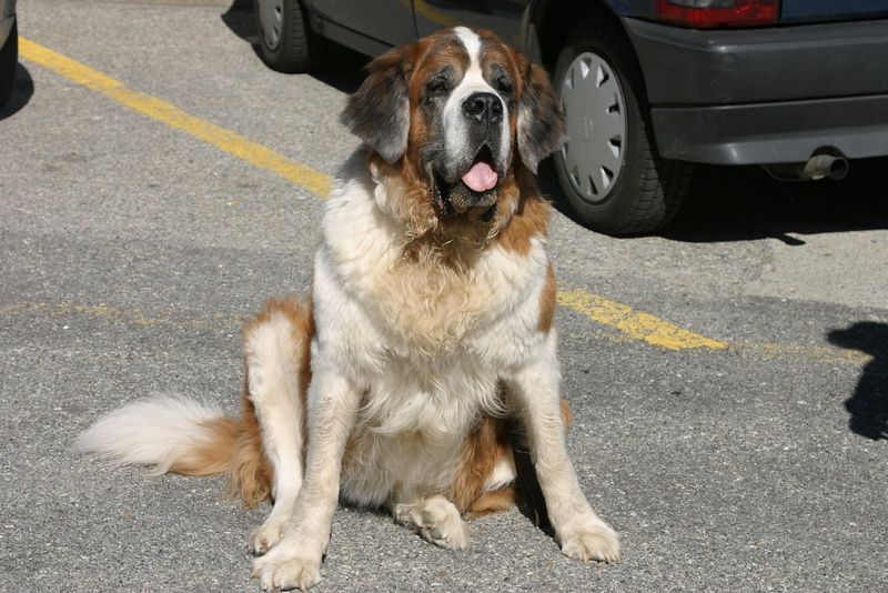 14 dogs that seem happiest when temperatures drop 7 Saint Bernard