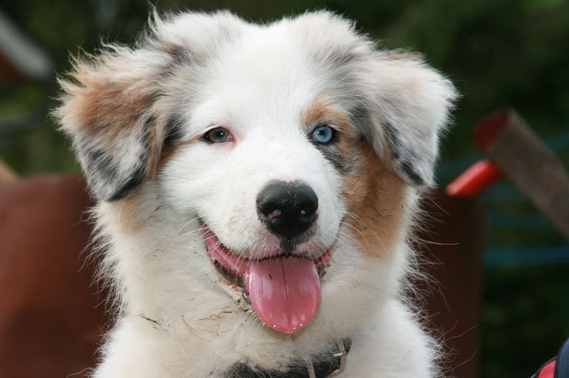 Once these 11 dogs choose you, there's rarely any turning back 6 Australian Shepherd
