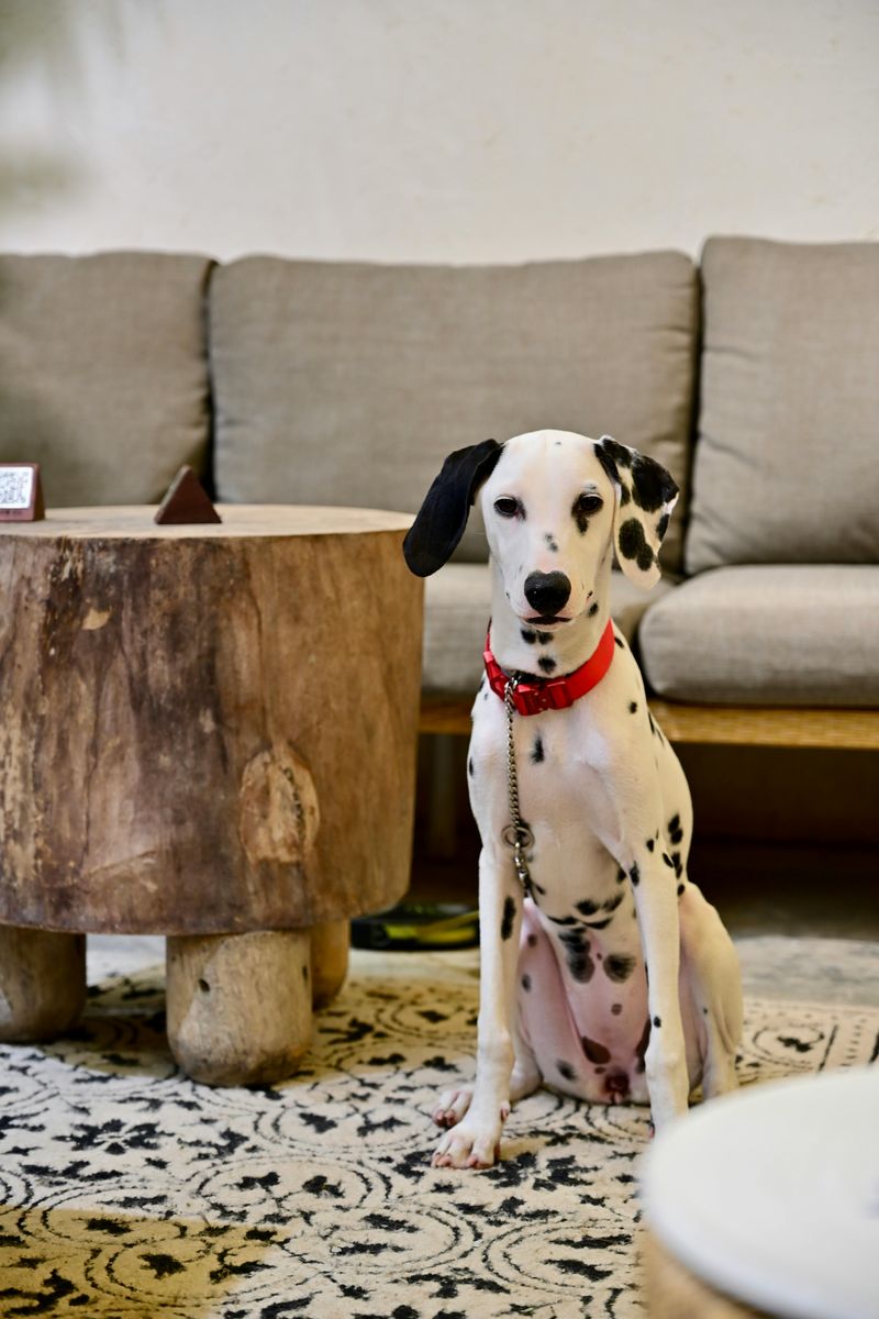 12 perfectly balanced dog breeds that relax beautifully at home and explode with energy outside 11 Dalmatian