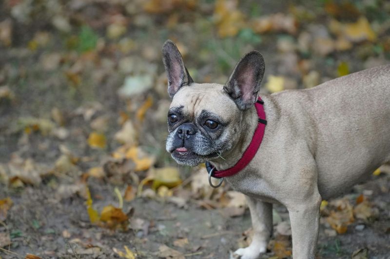 12 dog breeds that stay happy with very little exercise 6 French Bulldog