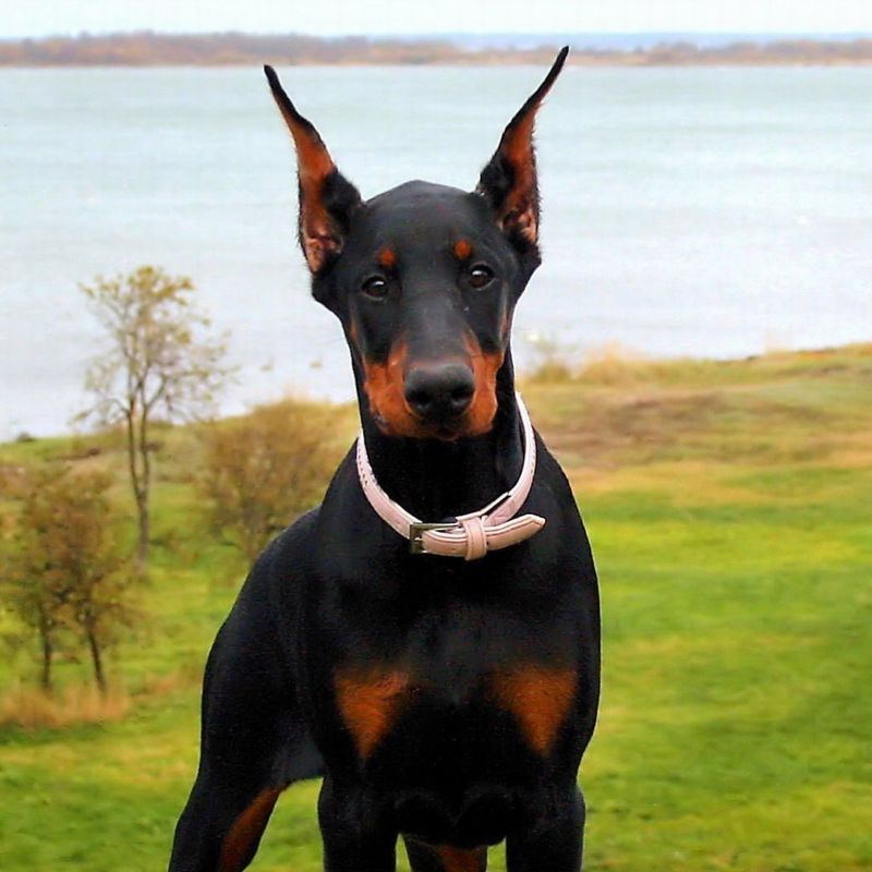 14 dogs that choose their person fast and never emotionally let go 5 Doberman Pinscher