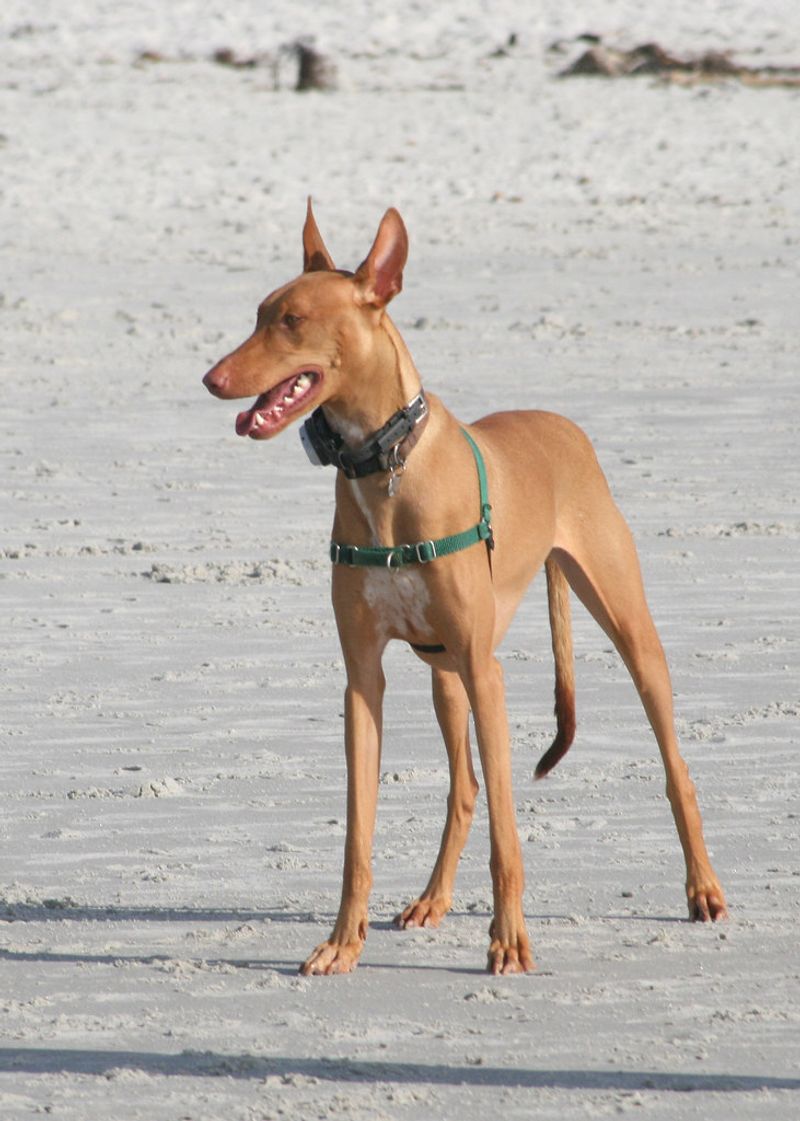 15 dog breeds that look like they should have their own portrait in a museum 3 Pharaoh Hound