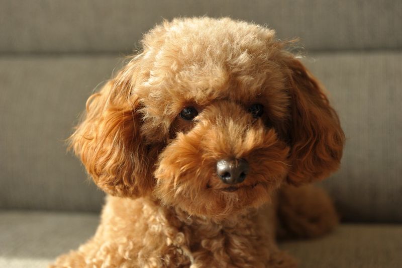 Toy Poodle