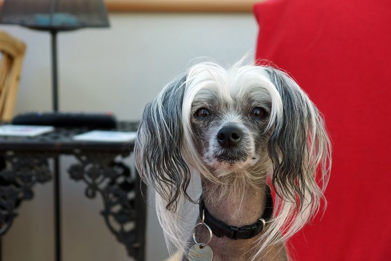 22 Small and Large Dog Breeds That Handle Being Home Alone Well 23 Chinese Crested (Hairless)