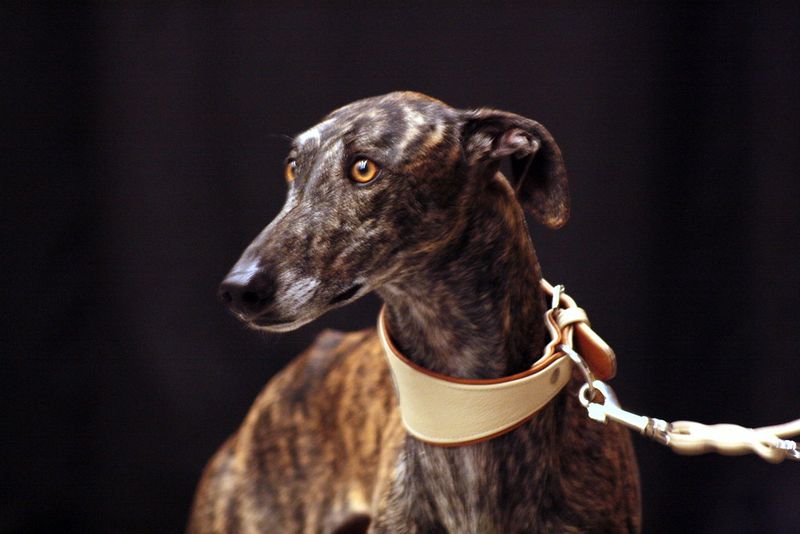 15 breeds that are shockingly fast when they decide to move 8 Galgo Español