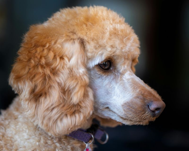 10 dog breeds experts keep returning to because they rarely disappoint 4 Standard Poodle