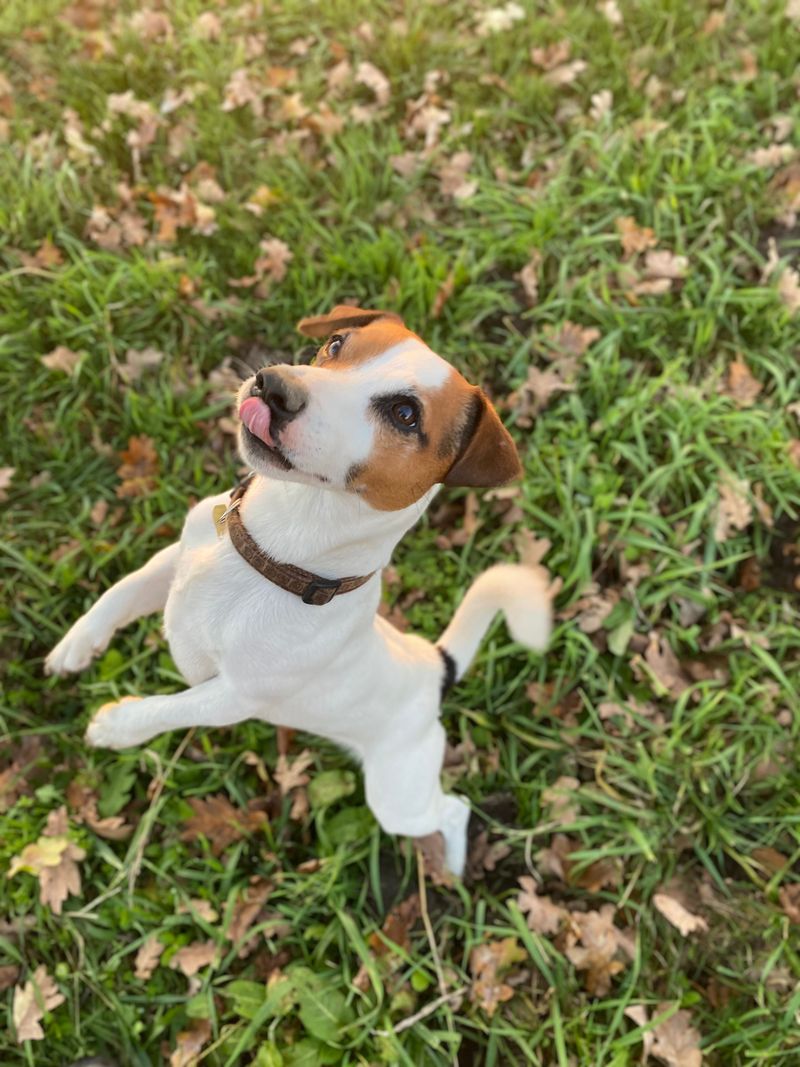 Jack Russell Terrier