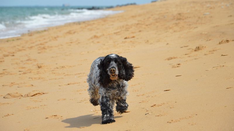 11 dog breeds that form powerful human bonds - plus 3 that may be happier around fellow dogs 12 English Cocker Spaniel