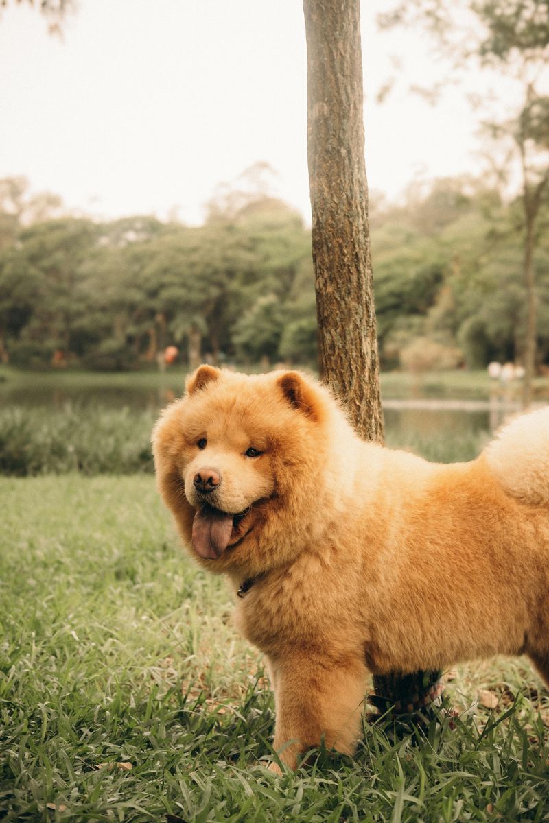 17 dog breeds that stay calm for years and then surprise everyone with their instincts 7 Chow Chow