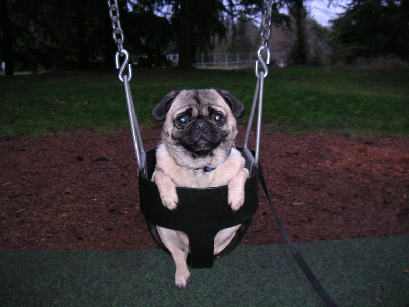 11 easygoing dog breeds seniors love, plus 3 that demand much more energy 12 Pug