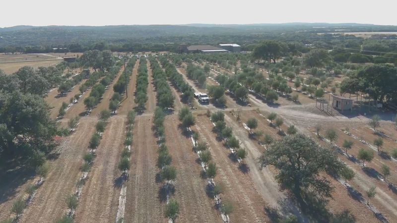 Weather, Loss and a Grove Starting Over