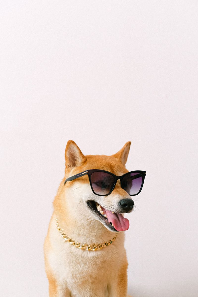 Shiba Inu, cool look then drama queen