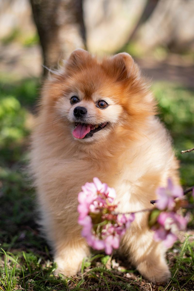 27 Compact Dog Breeds That Stay Close and Loyal to Their Families 3 Pomeranian