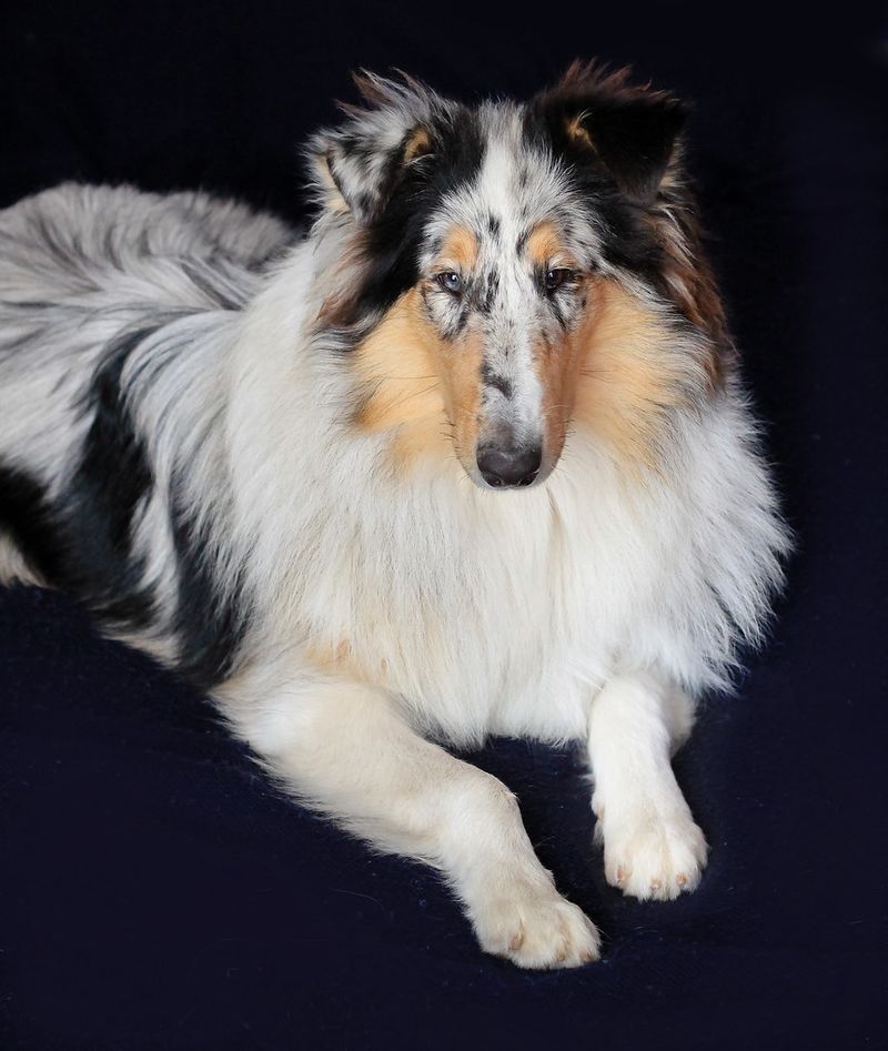 Looking for a kid-friendly companion? These 10 breeds consistently stand out 11 Collie