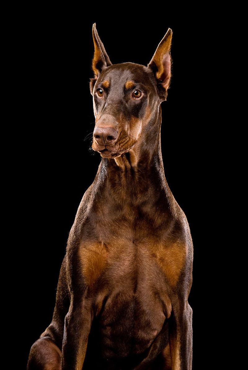 15 fearless dogs with protective instincts owners trust completely 4 Doberman Pinscher