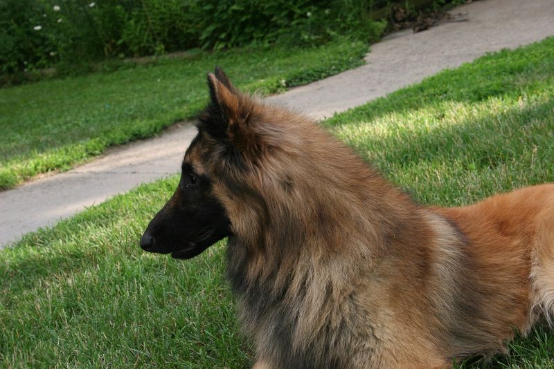 A well-planned routine helps these dog breeds flourish indoors 2 Belgian Tervuren