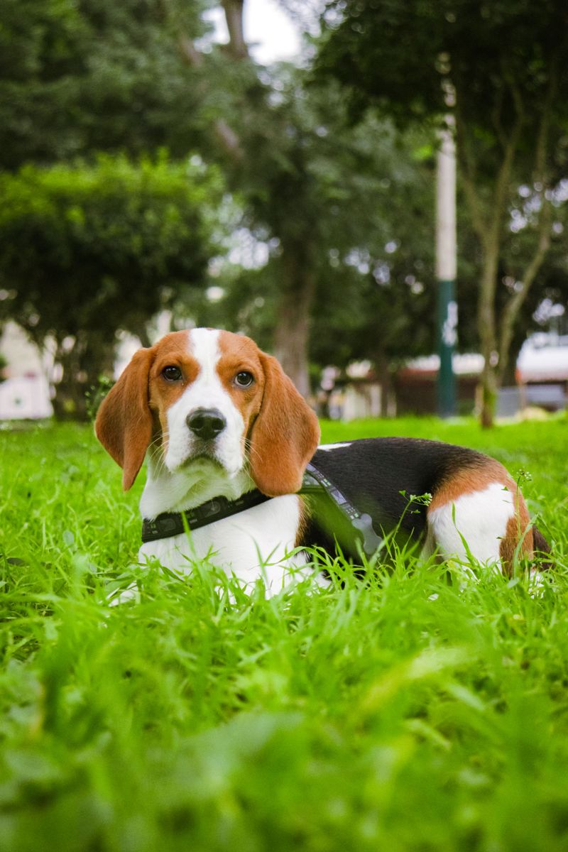 Before filling the bowl, consider what your dog's size, build and breed may change 13 Beagle