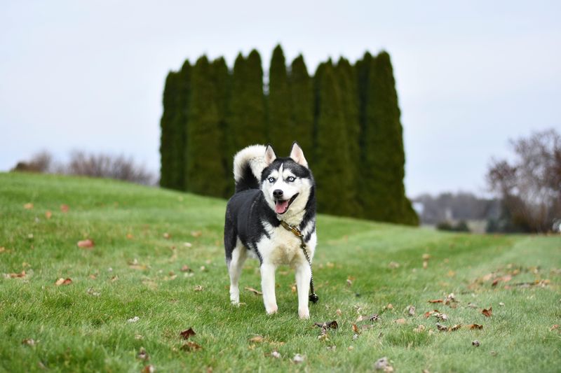 Siberian Husky