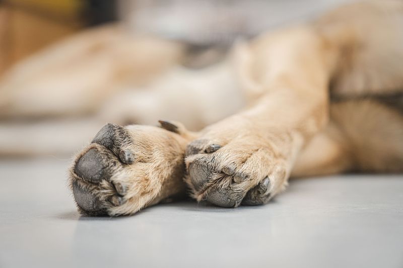 Winter paws take a beating, and these 9 habits keep them from cracking 3 Use a paw balm before heading out