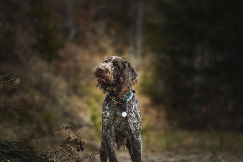 Wirehaired Pointing Griffon