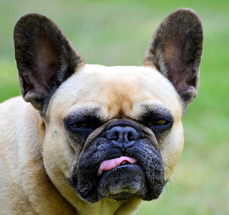 French Bulldog