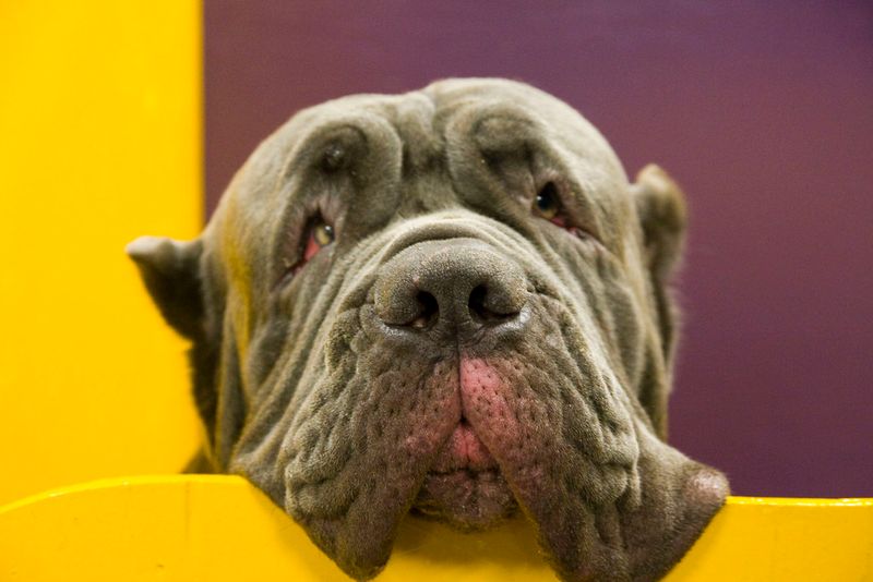 Neapolitan Mastiff