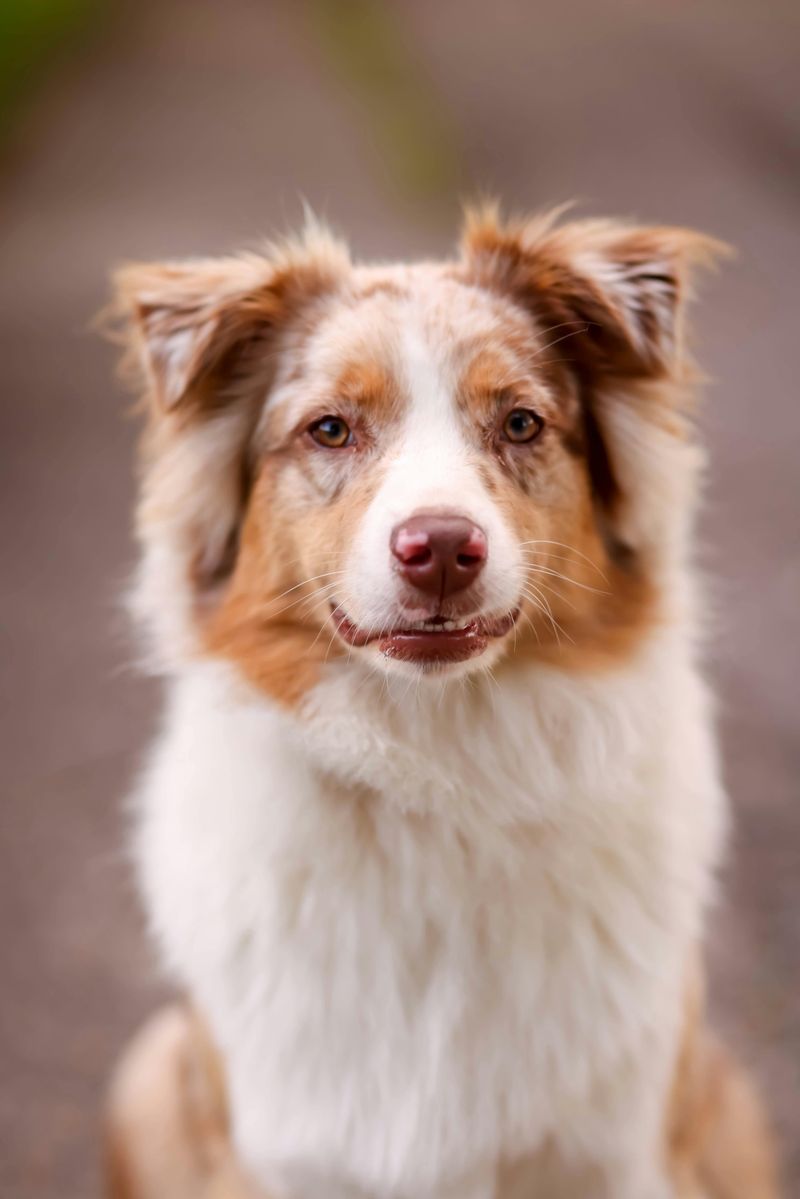 12 highly intelligent dog breeds that pick things up fast 11 Australian Shepherd