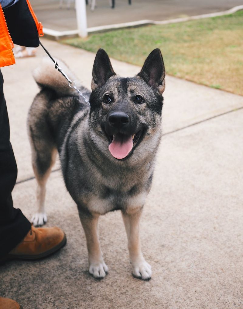 These dog breeds often treat freezing temperatures like the perfect playground 5 Norwegian Elkhound
