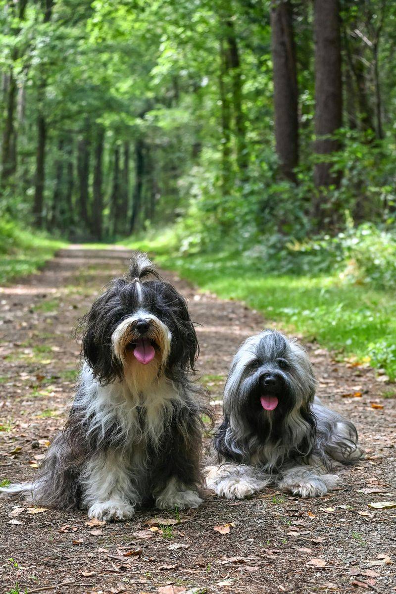 Tibetan Terrier