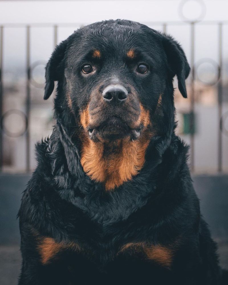 First impressions get these dog breeds wrong surprisingly often 3 Rottweiler