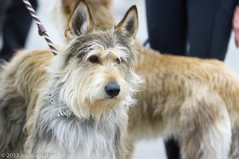 15 dog breeds drawing fresh attention from people tired of seeing the same top picks 4 Berger Picard