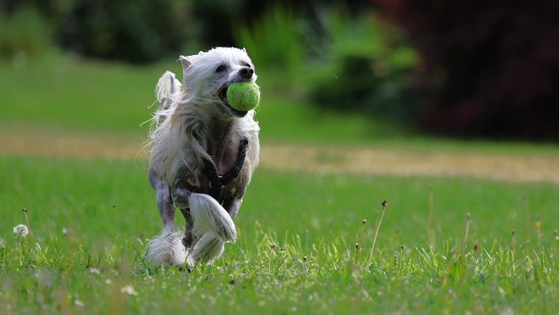 10 dog breeds with fascinating physical traits – plus 3 that always spark conversations 3 Chinese Crested