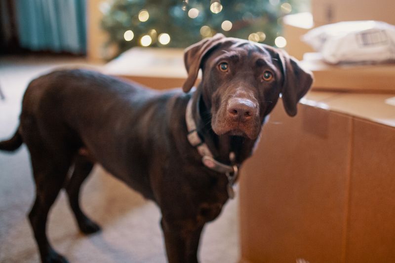 Strong household fragrances can bother dogs more than owners realize 6 Labradors and Laundry Day Surprises