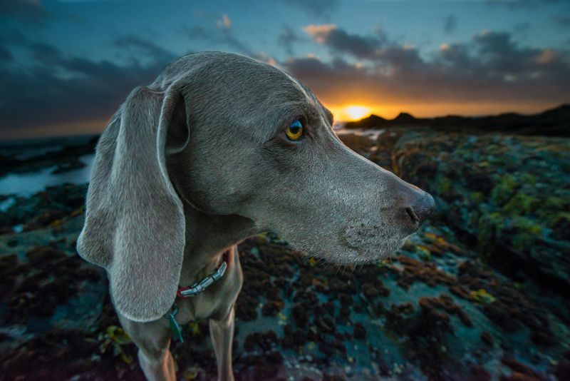 Weimaraner
