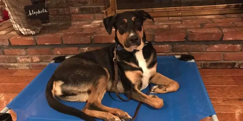 Routines make many dogs feel safer