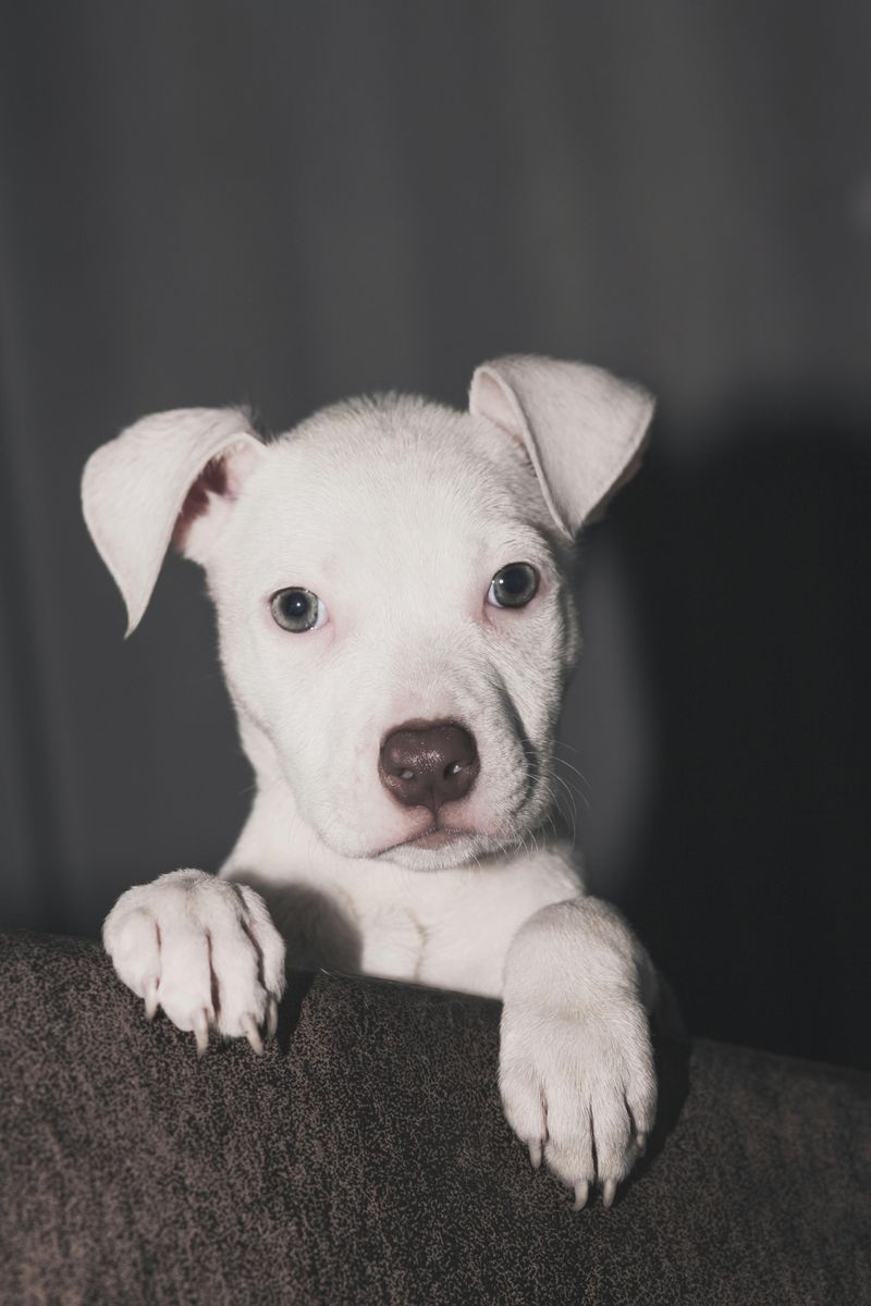 Dogo Argentino