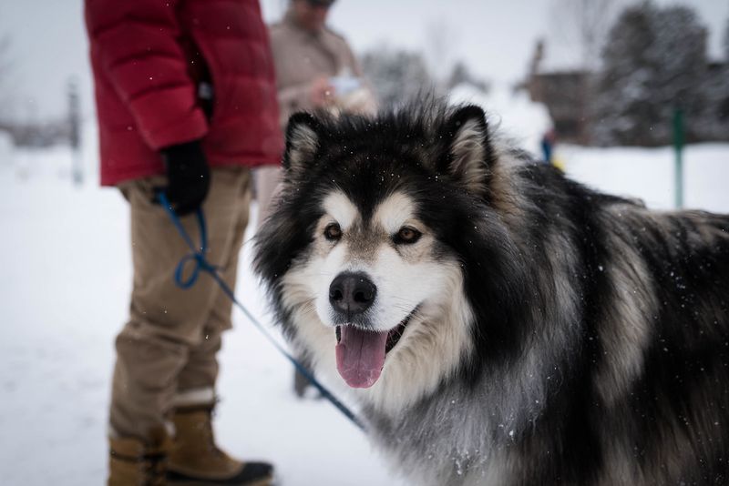 These dog breeds often treat freezing temperatures like the perfect playground 3 Alaskan Malamute