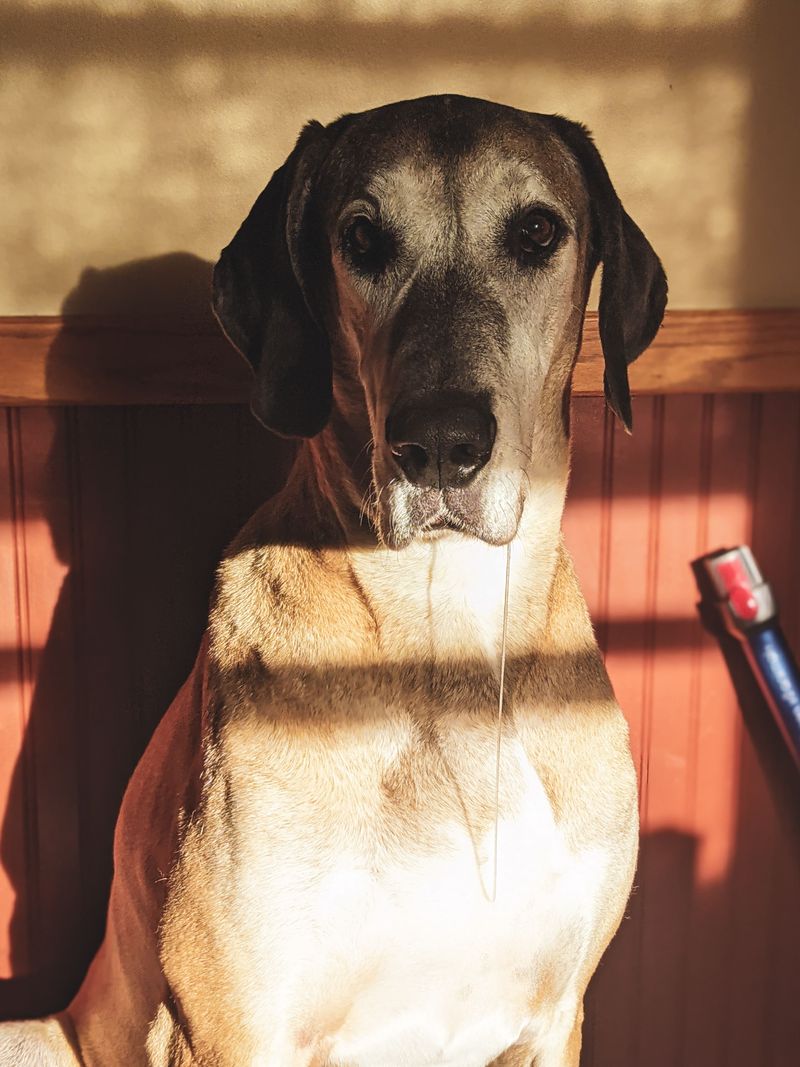 Forget the backyard question - city living tests dog breeds in completely different ways 10 Great Dane: The Gentle Giant in a Studio