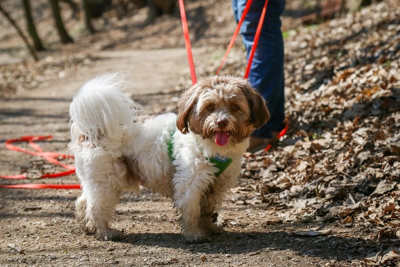 Russian Tsvetnaya Bolonka