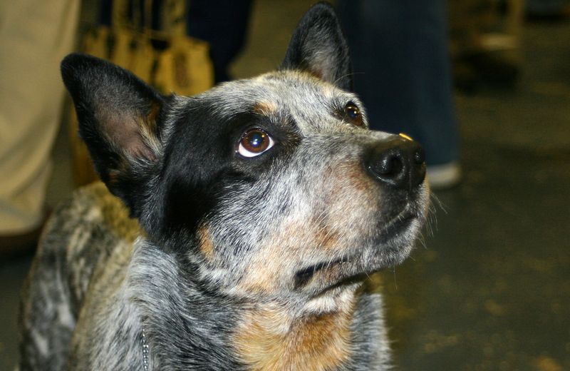 Everyone says they want a good dog - So why do dogs like these keep getting overlooked? 9 Australian Cattle Dog