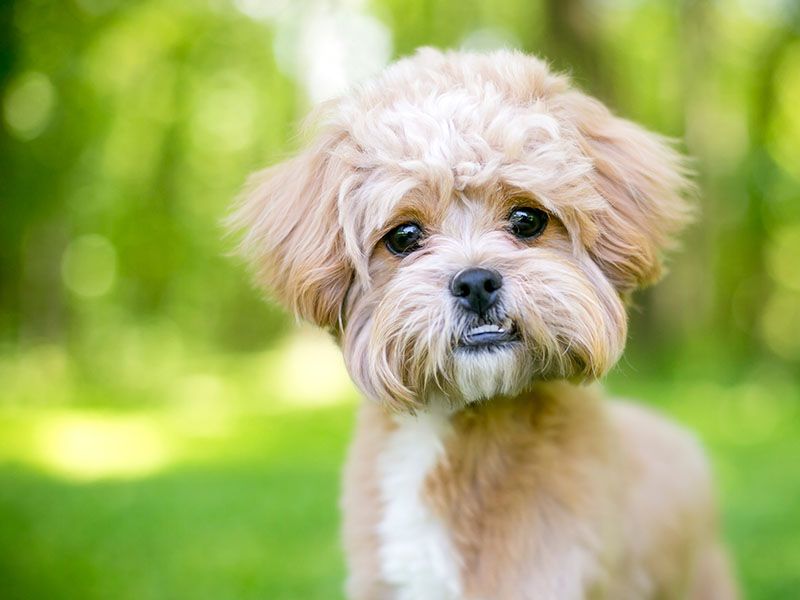 Stop doing these 10 things if you love your dog 5 Ignoring dental care