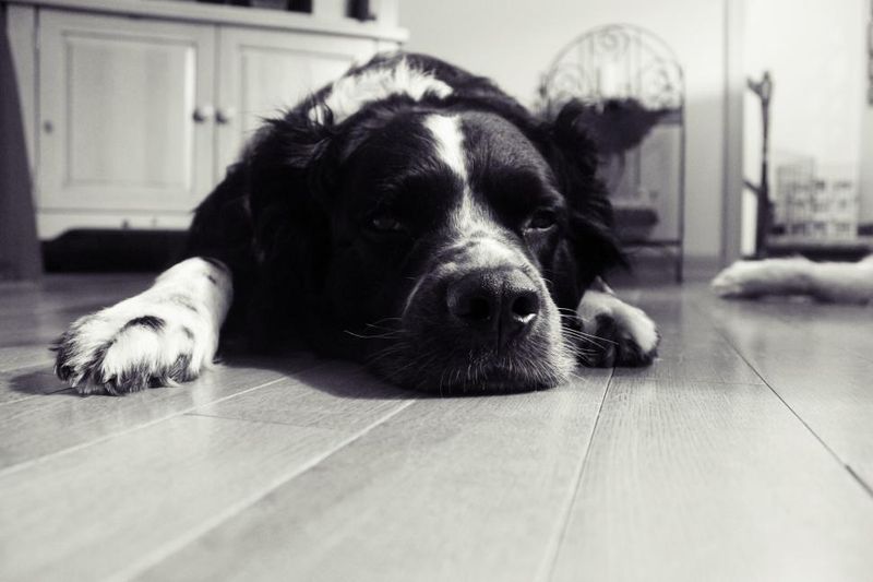 Trainers warn these 10 common words may be damaging your dog's sense of security 10 Calm down
