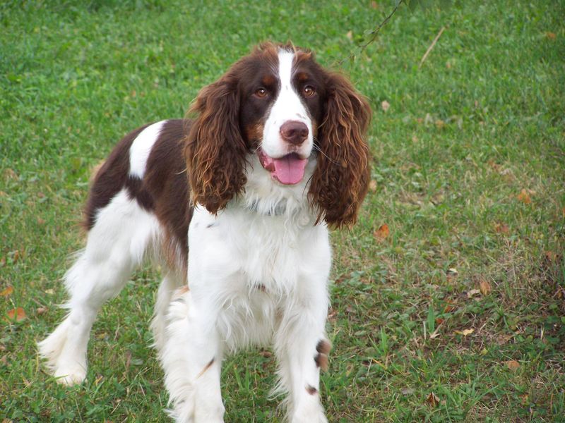 Field Spaniel
