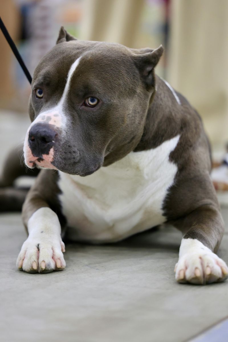 10 surprising facts that reveal the true nature of American Bulldogs 3 Extremely loyal to their families